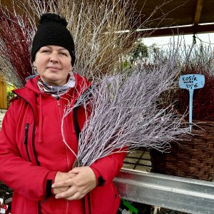 Vianočné čučoriedkové kytičky (Vaccinium corymbosum) - výška 50-70 cm - FIALOVÉ